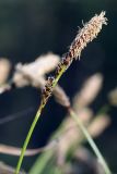 Carex ericetorum. Верхушка побега с соцветиями. Белоруссия, Витебская обл., Городокский р-н, окр. дер. Сурмино, сухой сосняк. 04.05.2012.