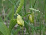 Cypripedium calceolus