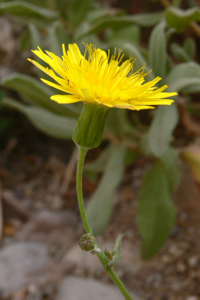 Изображение особи семейство Asteraceae.