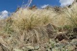 Stipa kirghisorum