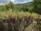 Astragalus arnacanthoides