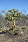 Ferula foetida. Плодоносящее растение. Южный Казахстан, восточная граница пустыни Кызылкум. 05.05.2013.