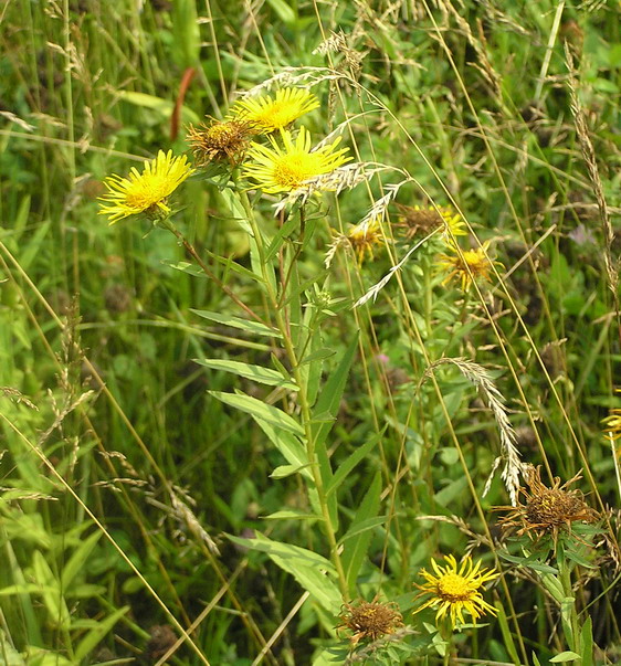 Изображение особи Inula japonica.