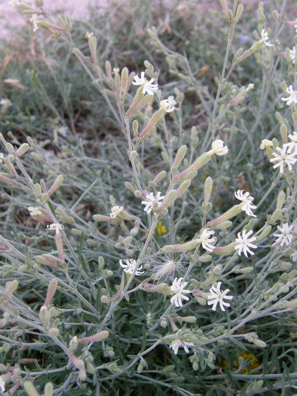 Изображение особи Silene thymifolia.