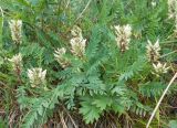 Astragalus inopinatus. Цветущее растение. Иркутская обл., западный берег Байкала, сухой склон. 02.08.2013.