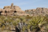 Yucca schidigera. Взрослые растения. США, Калифорния, Joshua Tree National Park. 19.02.2014.