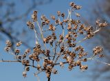 Hydrangea heteromalla. Прошлогоднее соплодие. Германия, г. Дюссельдорф, Ботанический сад университета. 13.03.2014.