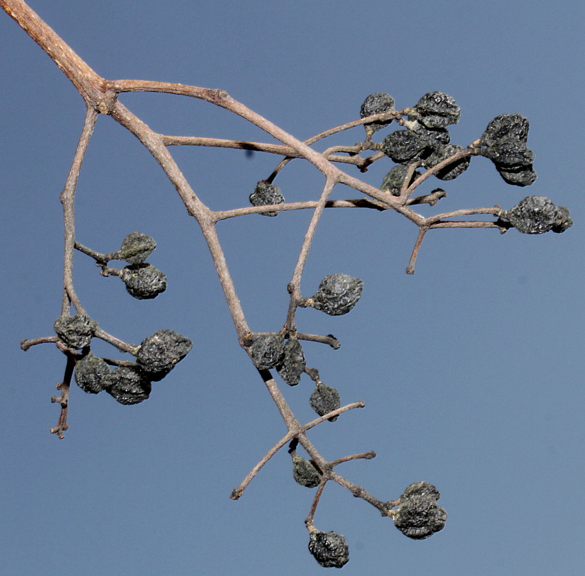 Изображение особи Phellodendron japonicum.