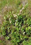 Salix phylicifolia. Плодоносящее растение. Соловецкие острова, остров Большой Соловецкий. 08.07.2014.