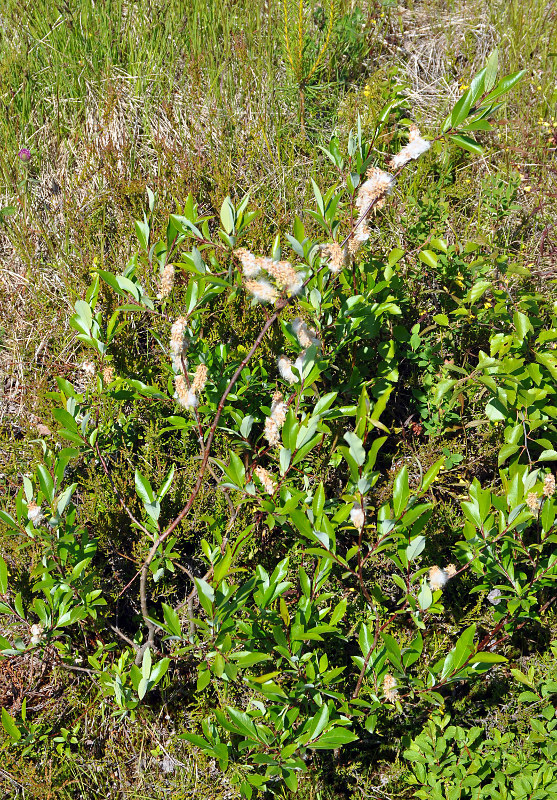 Изображение особи Salix phylicifolia.