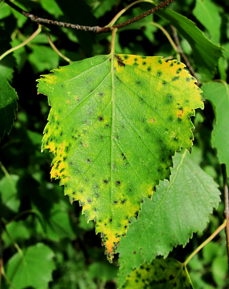 Изображение особи Betula pendula.