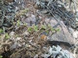 Artemisia stechmanniana