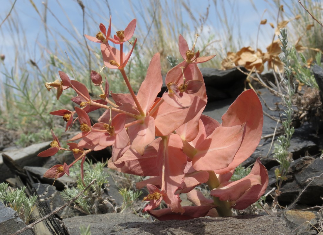 Изображение особи Euphorbia blepharophylla.