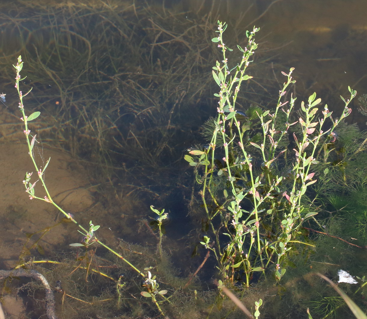 Изображение особи Polygonum aviculare.