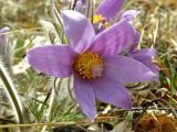 Pulsatilla turczaninovii