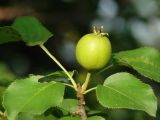 Pyrus ussuriensis. Верхушка веточки с плодом и листьями. Иркутская обл., Иркутский р-н, близ устья р. Иркут.15.07.2015.