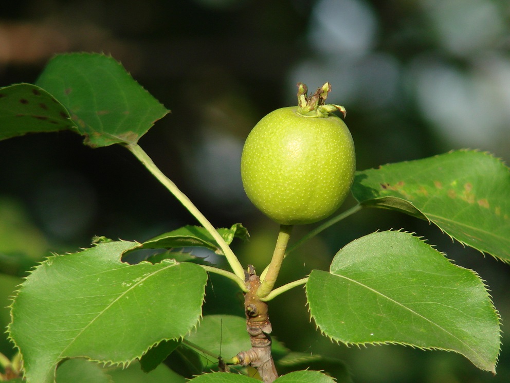 Изображение особи Pyrus ussuriensis.