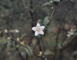 Osteomeles subrotunda. Верхушка цветущей веточки. Южный Китай, Гуандун, геопарк Дансия (Шаогуань) (Shaoguan Danxia Mountain Geopark). 26 февраля 2016 г.