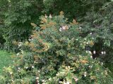 Spiraea salicifolia. Отцветающий куст. Хабаровск, в озеленении. 30.07.2016.