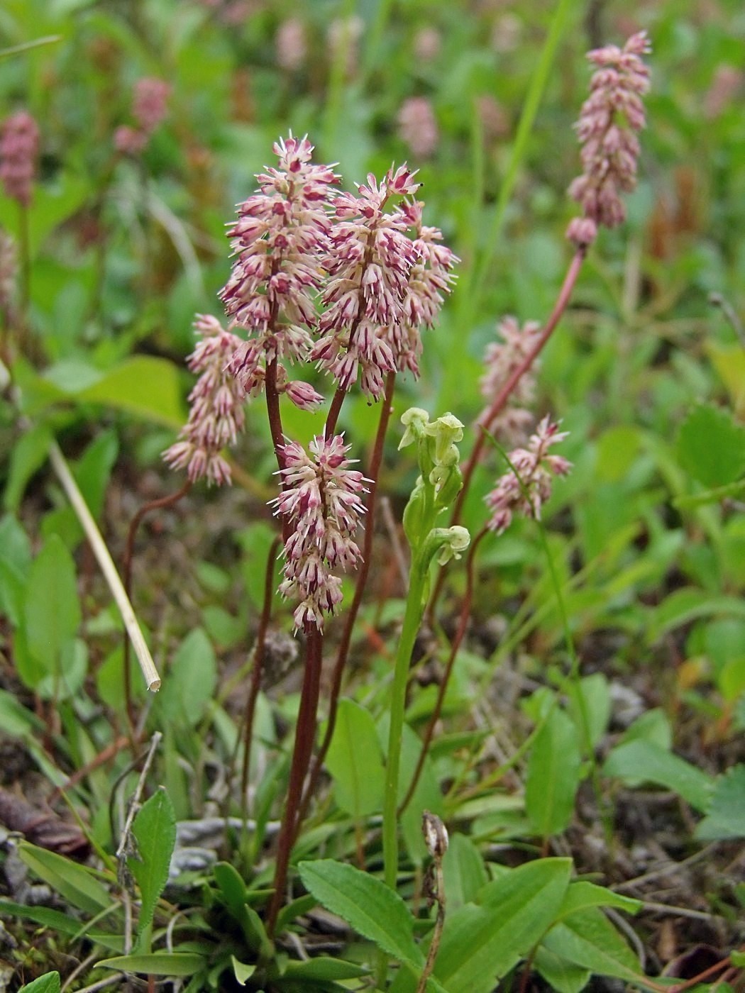 Изображение особи Tofieldia coccinea.