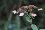 род Hydrangea. Верхушка побега с соцветием. Южный Китай, провинция Хунань, парк Zhangjiajie National Forest Park, лес. 6 октября 2017 г.