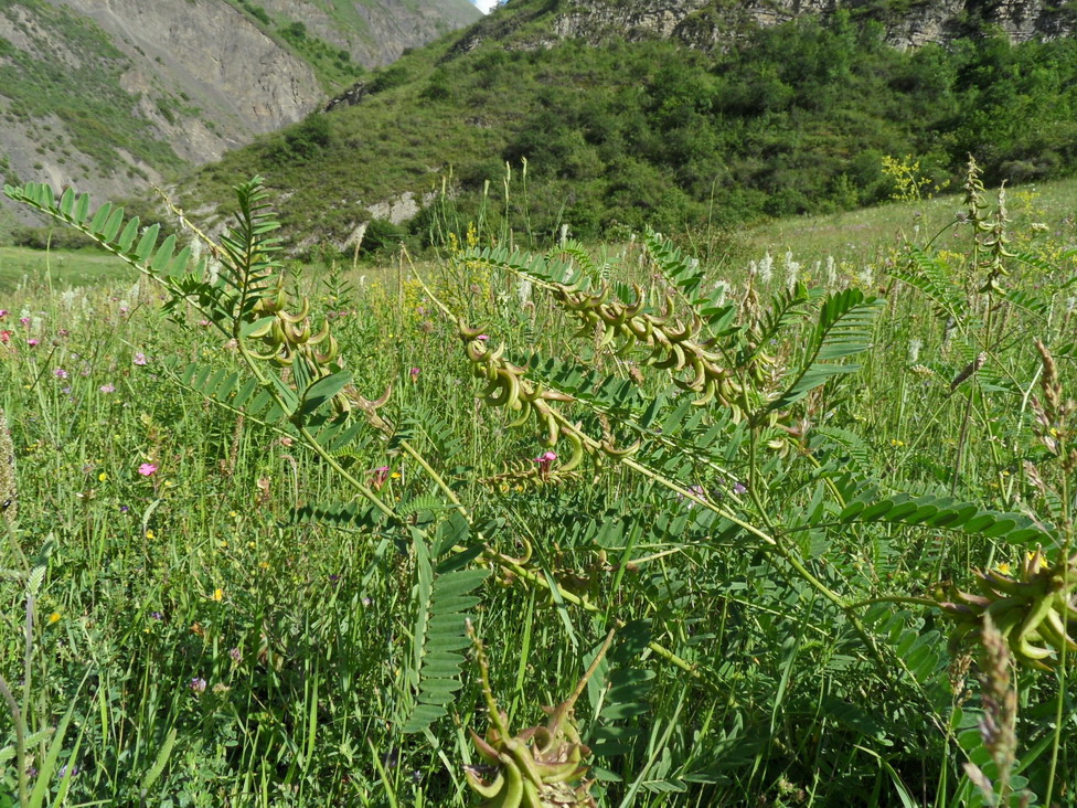 Изображение особи Astragalus falcatus.