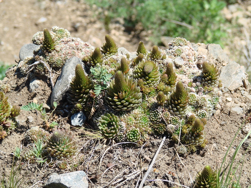 Изображение особи Orostachys spinosa.