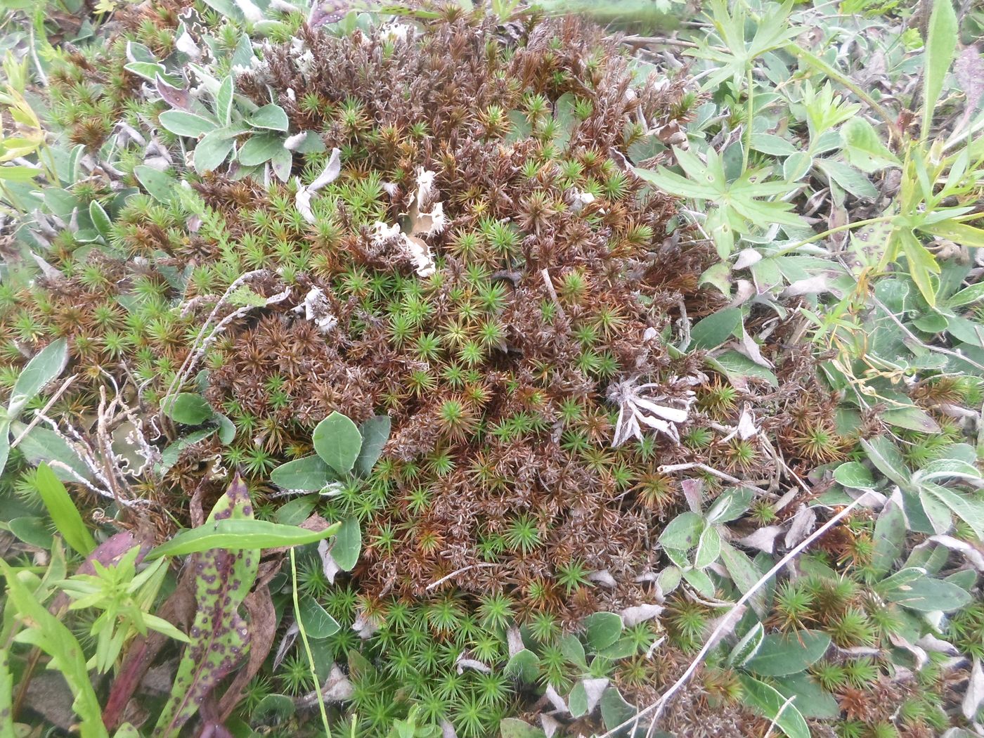 Изображение особи Polytrichum juniperinum.