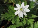 Anemone subspecies kamtschatica