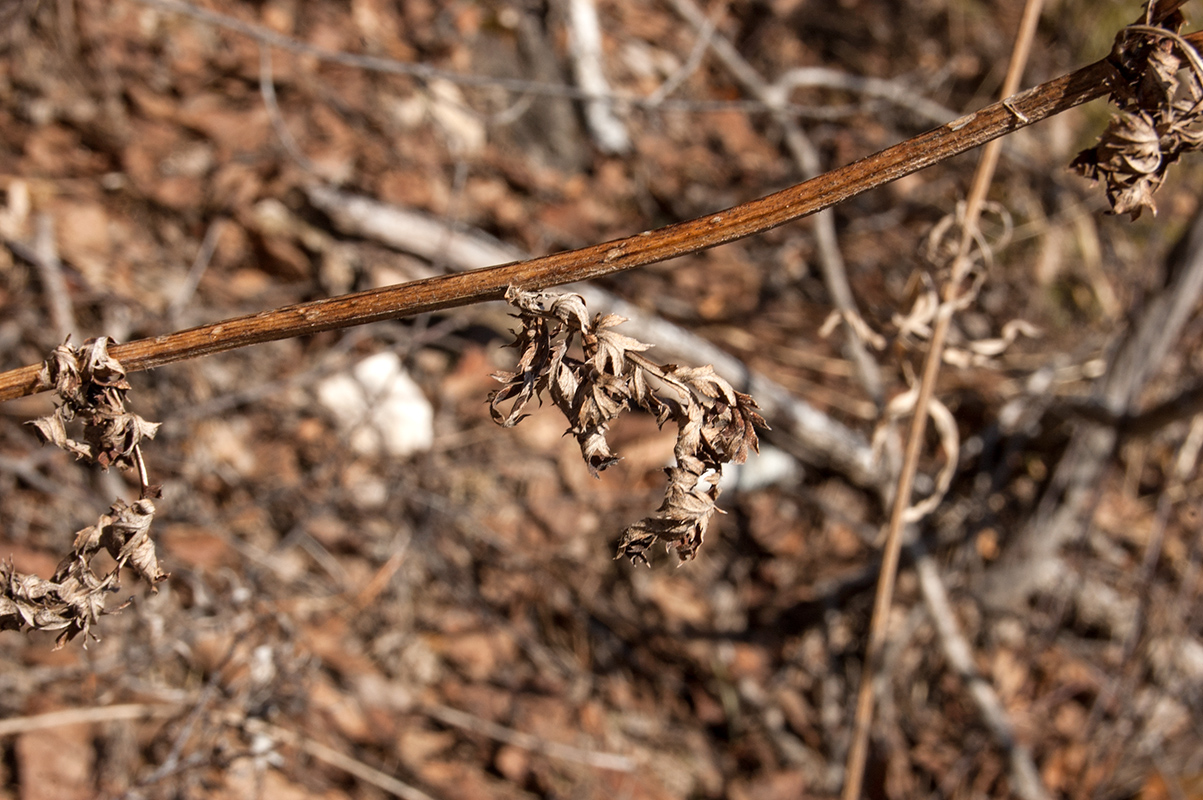 Image of Pyrethrum corymbosum specimen.