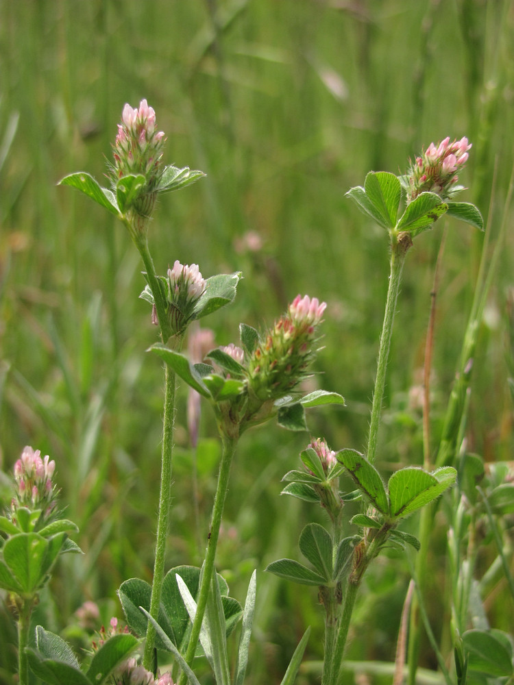 Изображение особи Trifolium striatum.