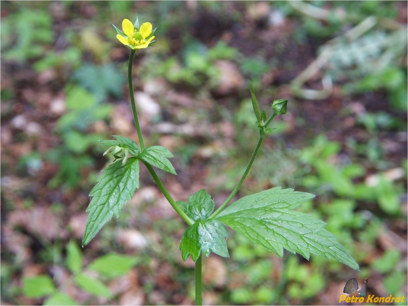 Изображение особи Geum urbanum.