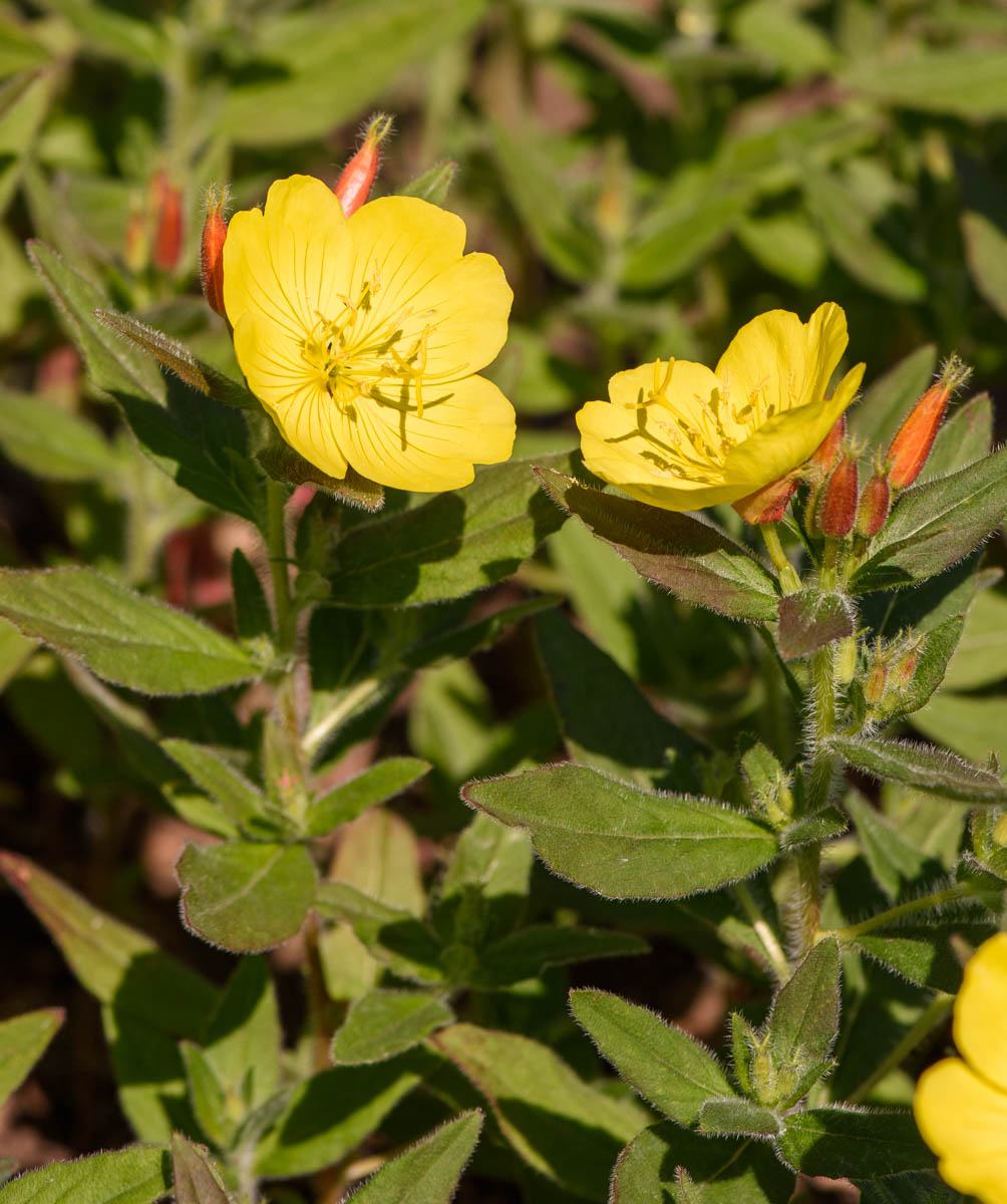 Изображение особи Oenothera pilosella.