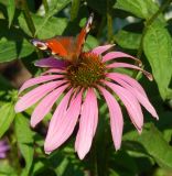 Echinacea purpurea