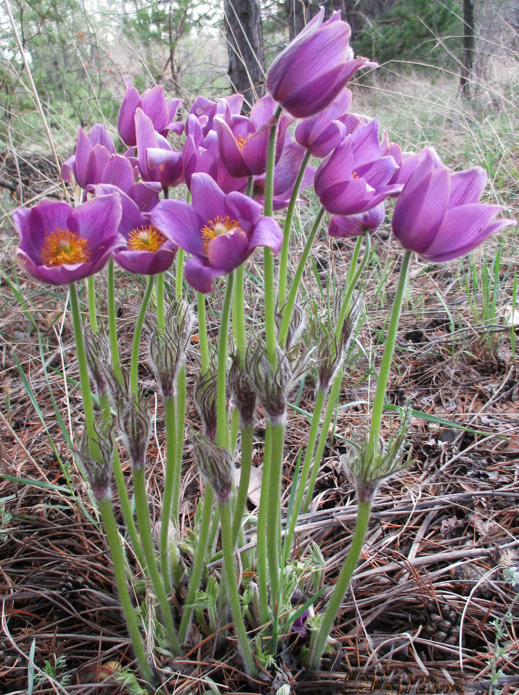 Изображение особи Pulsatilla multifida.