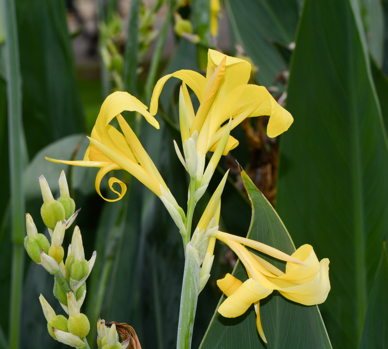 Изображение особи Canna flaccida.