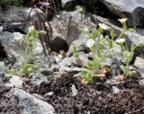 Cerastium brachypetalum подвид roeseri. Цветущие растения. Республика Кипр, Троодос (Τρόοδος), пешеходная тропа \"Докса си о Теос\" (μονοπάτι Δόξα σοι ο Θεός) ведущая вдоль хребта Мадари (Μαδαρή), 1600 м н.у.м., каменистая осыпь. 30.04.2019.