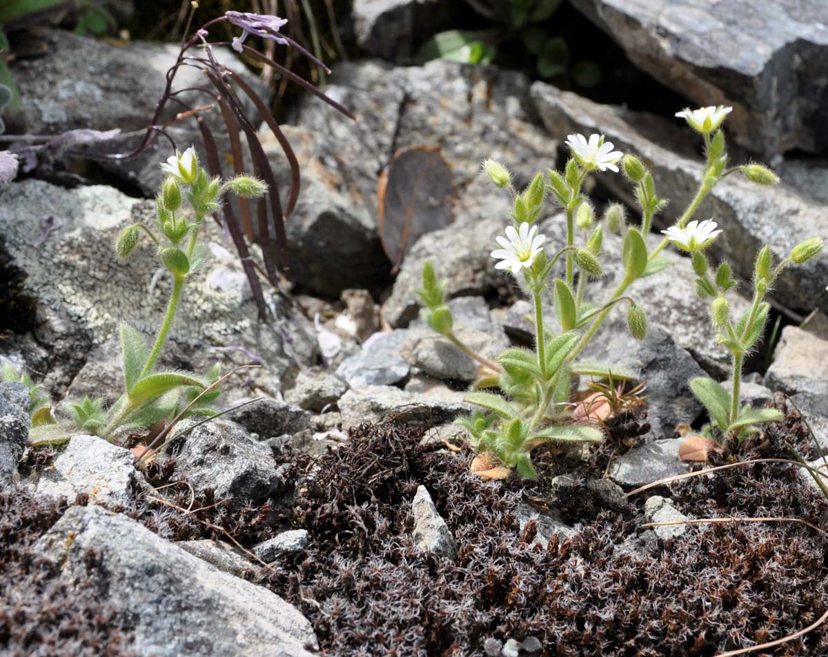 Изображение особи Cerastium brachypetalum ssp. roeseri.