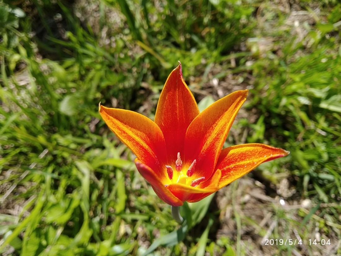 Изображение особи Tulipa anadroma.