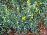 Thermopsis mongolica