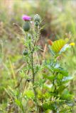 Cirsium vulgare. Верхушка цветущего растения. Беларусь, Витебская обл., дер. Сурмино, луг на песчаном берегу озера. 30.07.2019.