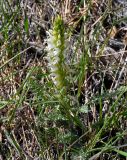 Pedicularis achilleifolia. Верхушка побега с соцветием. Алтай, Кош-Агачский р-н, долина р. Аккаллу-Озек, ≈ 2300 м н.у.м., горная тундра. 17.06.2019.