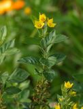 Lysimachia punctata