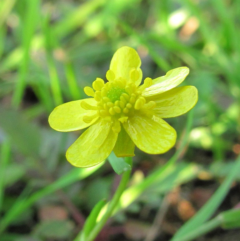 Изображение особи Ranunculus reptans.