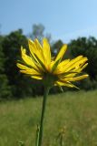 Tragopogon orientalis