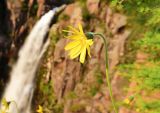 Arnica frigida