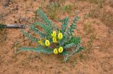 Astragalus longipetalus