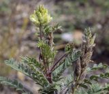 Oxytropis pilosa