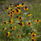 Rudbeckia triloba