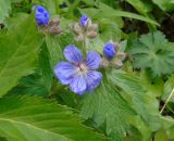 Geranium erianthum